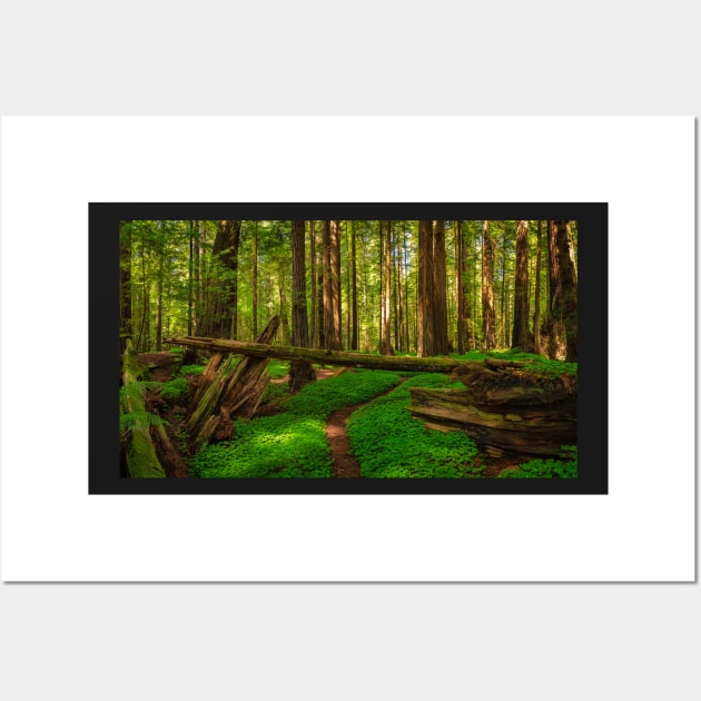 Redwood Forest Wall Art by JeffreySchwartz